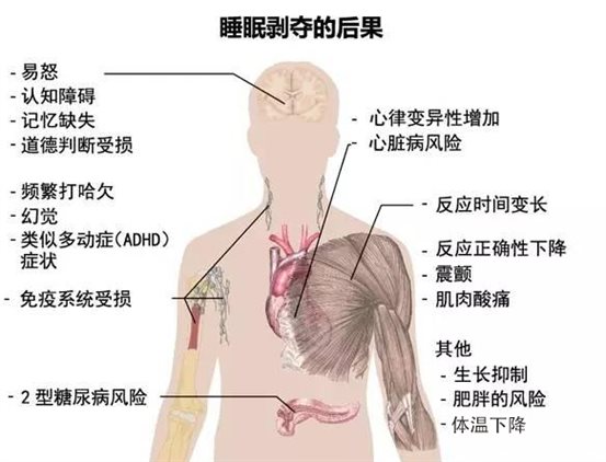 人体解析睡眠剥夺的后果